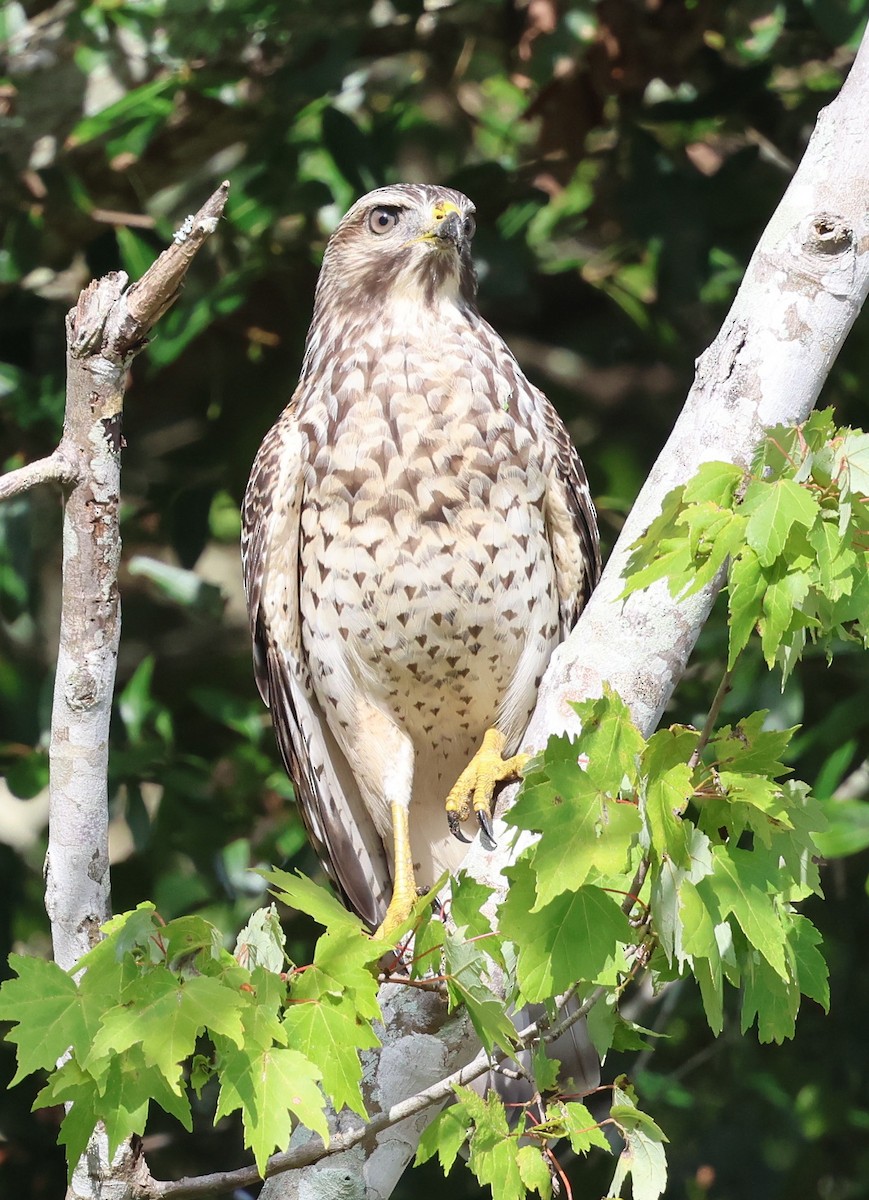 Red-shouldered Hawk - ML638409914