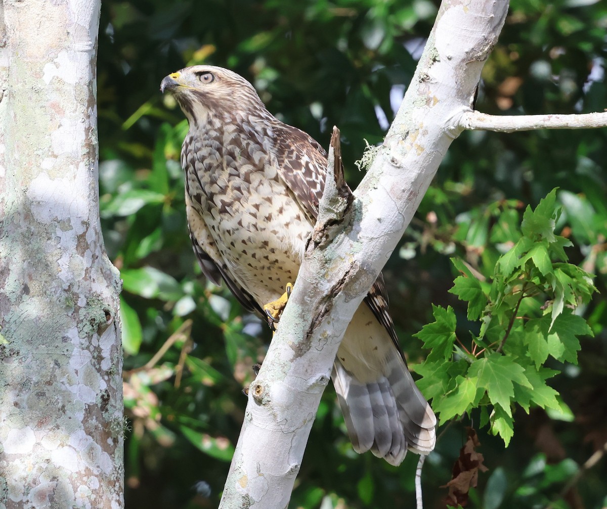 Red-shouldered Hawk - ML638409915