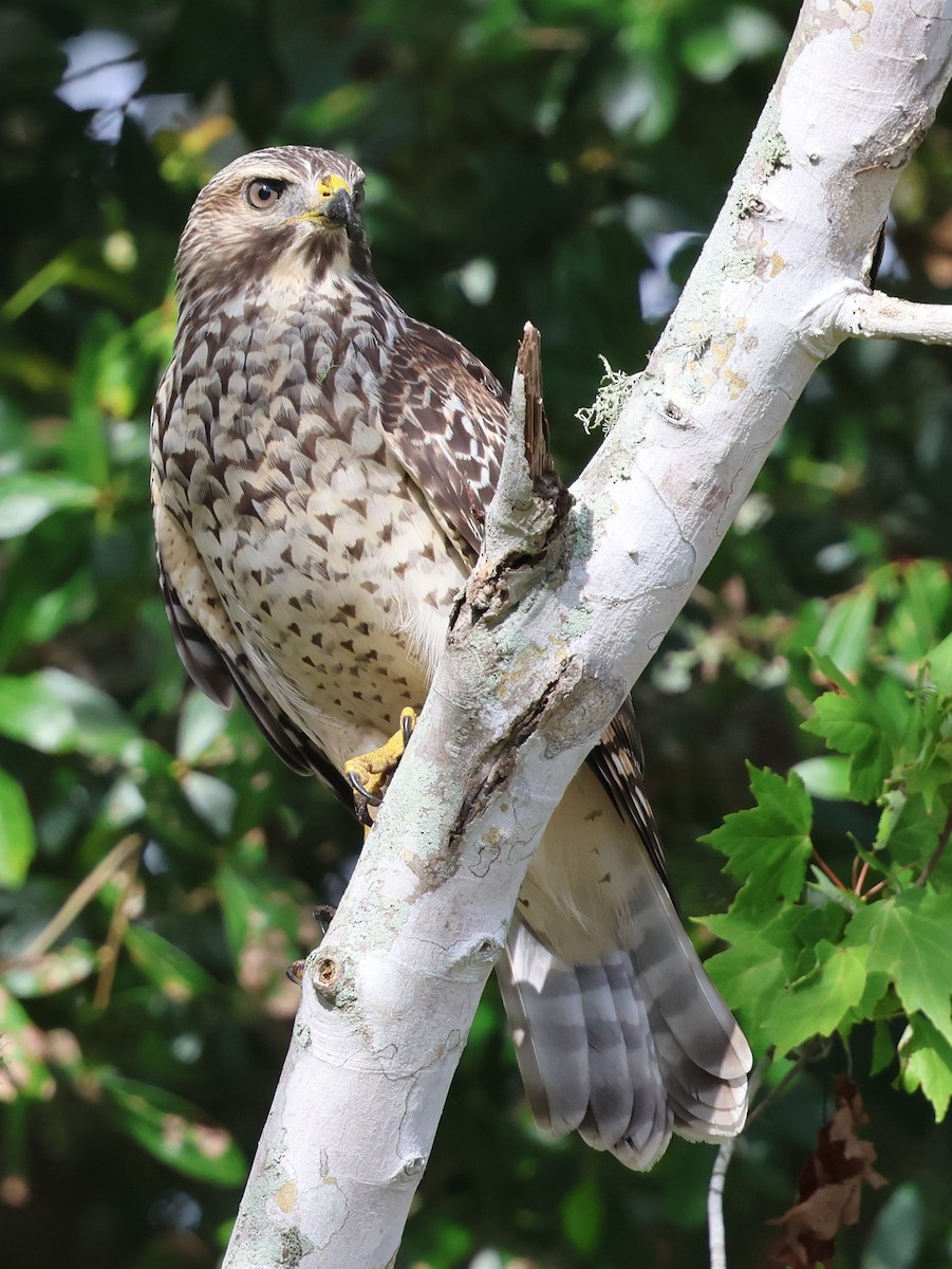 Red-shouldered Hawk - ML638409916