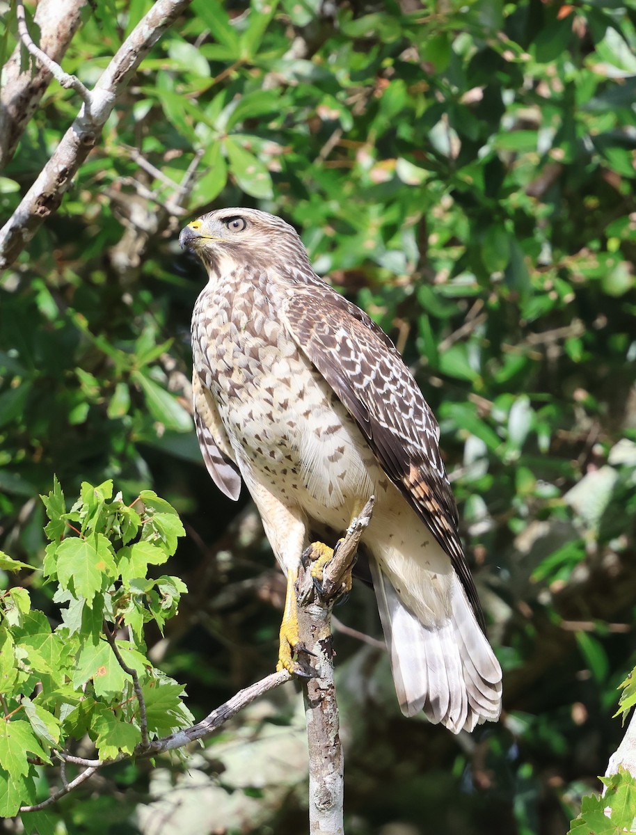 Red-shouldered Hawk - ML638409917
