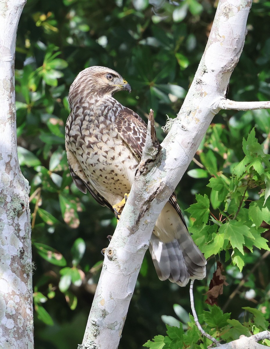 Red-shouldered Hawk - ML638409918