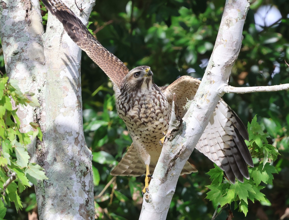 Red-shouldered Hawk - ML638409919