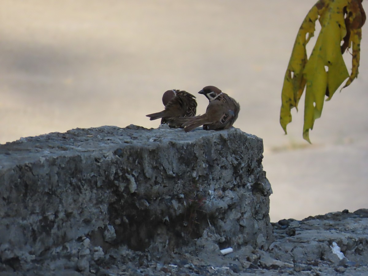 Eurasian Tree Sparrow - ML638409923