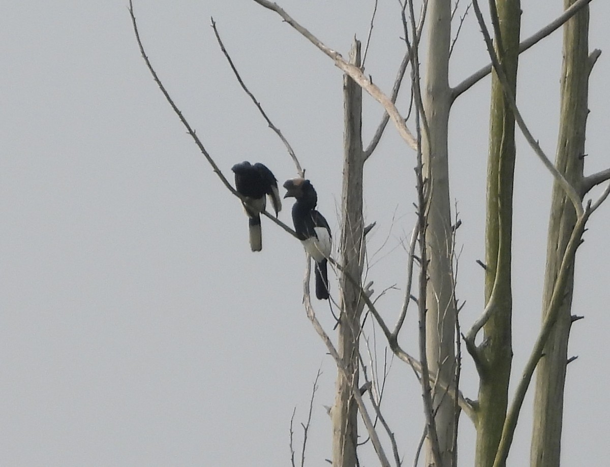 Black-and-white-casqued Hornbill - ML638409957