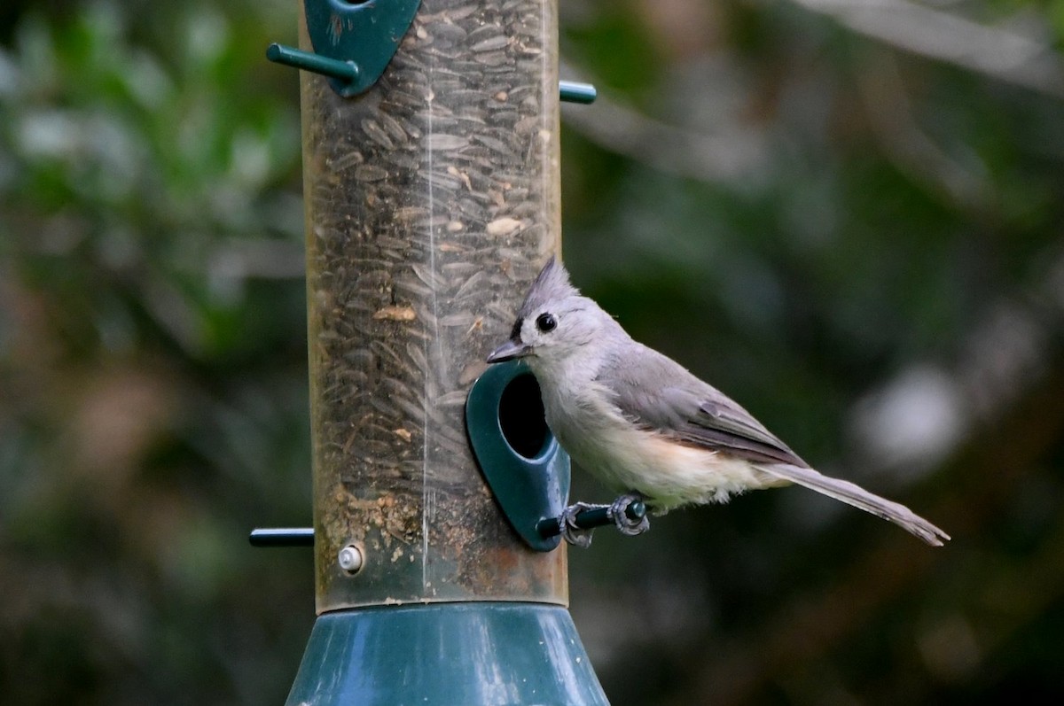 Tufted Titmouse - ML638409958
