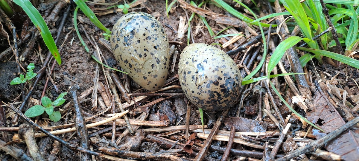 Southern Lapwing - ML638410028
