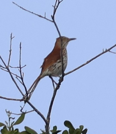 Brown Thrasher - ML638410047
