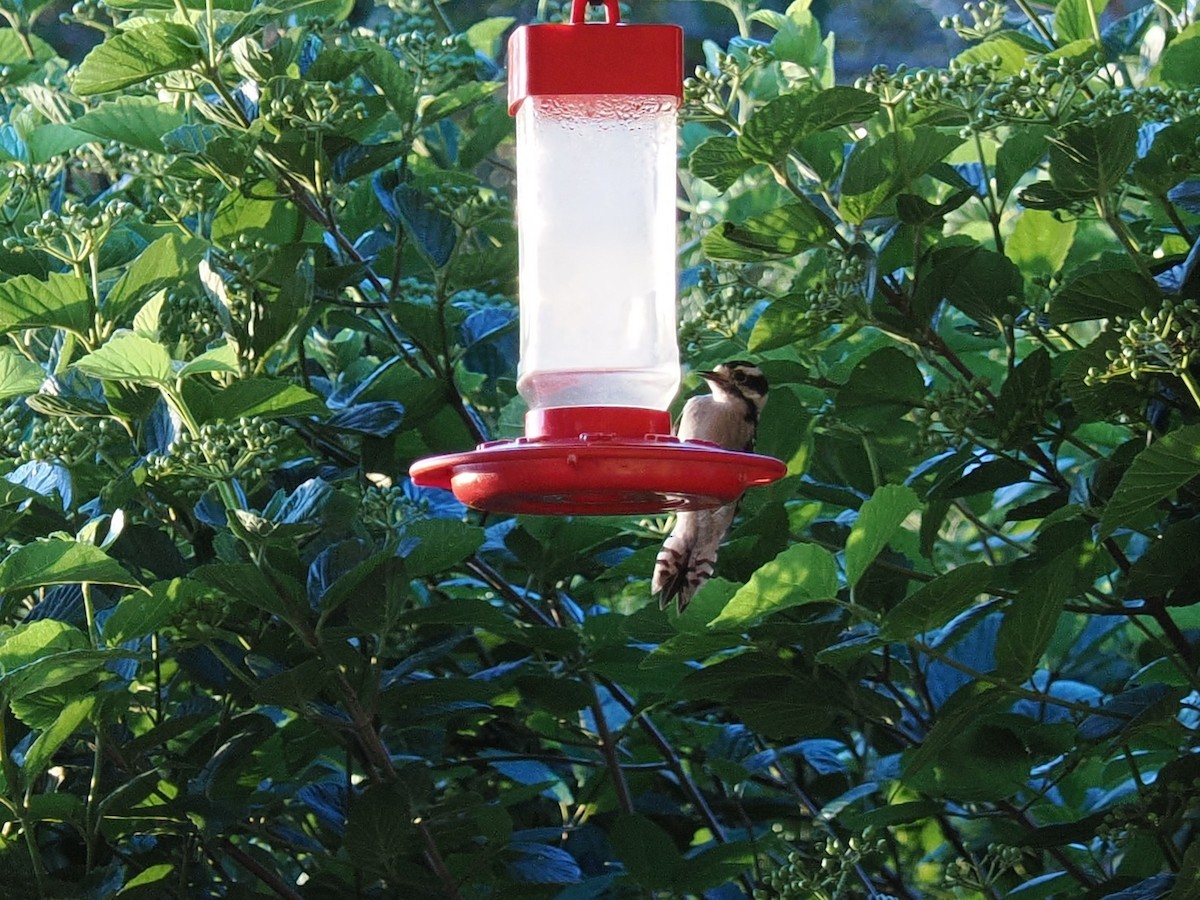 Downy Woodpecker - ML638410048