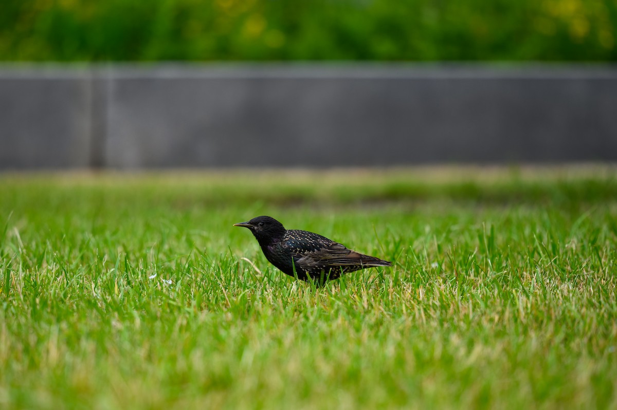 European Starling - ML638410049