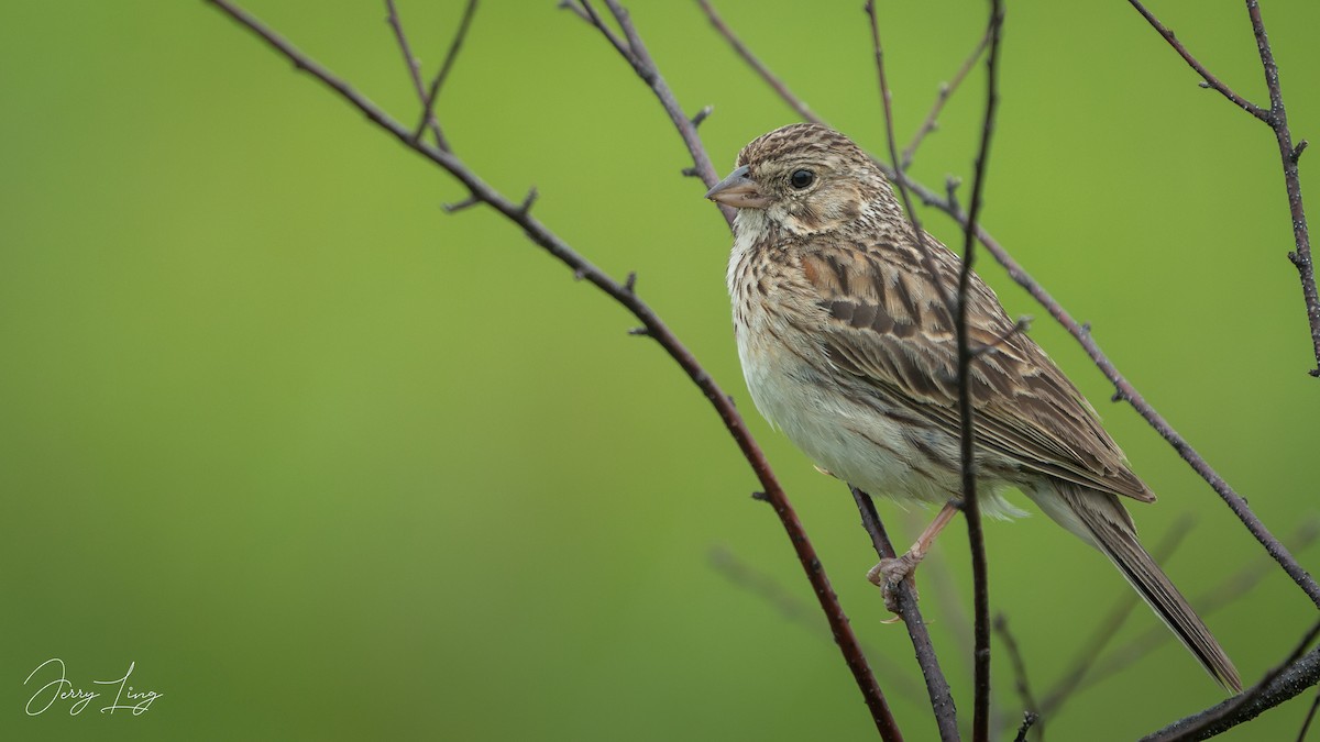 Vesper Sparrow - ML638410070