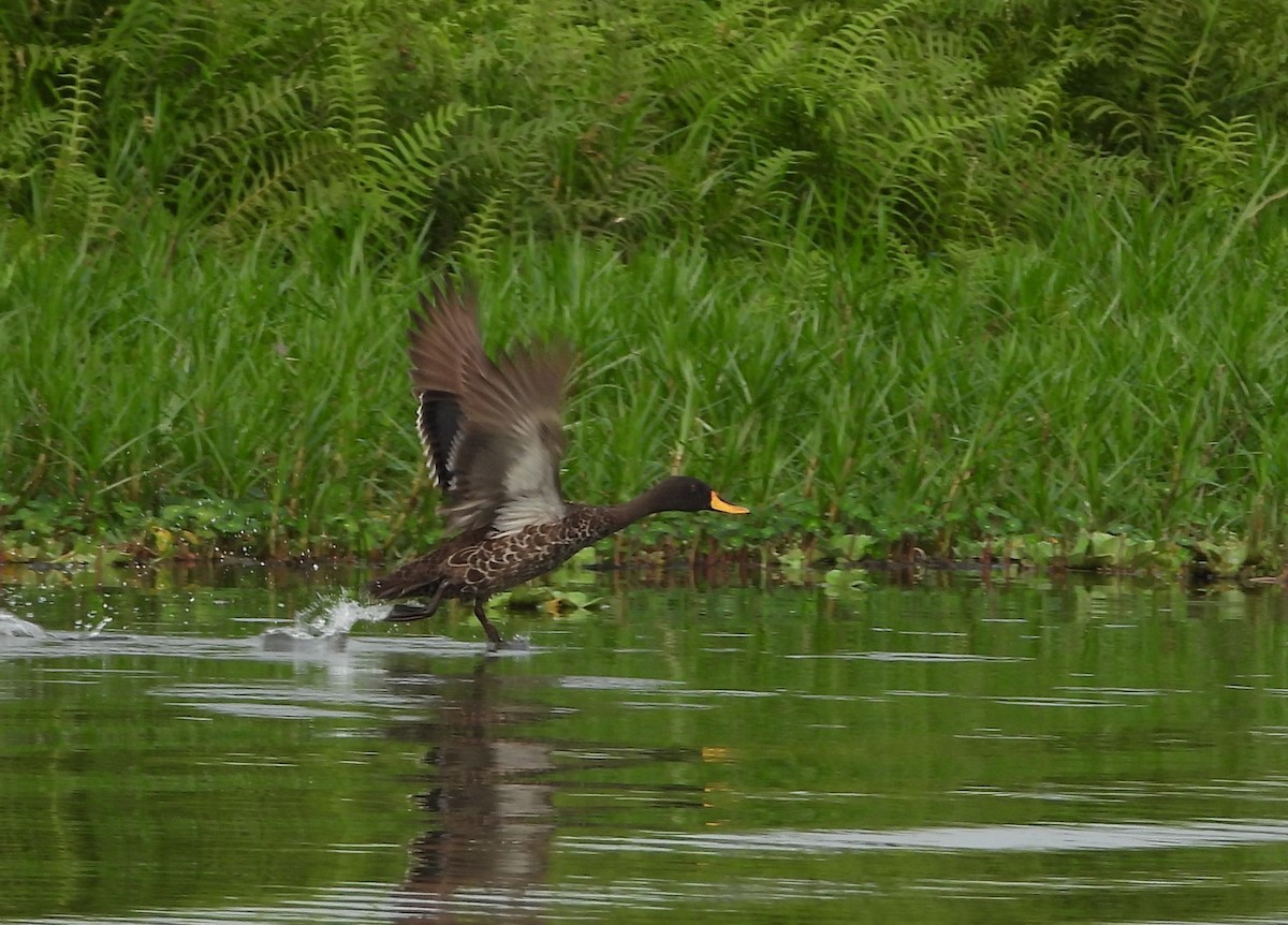 Yellow-billed Duck - ML638410072