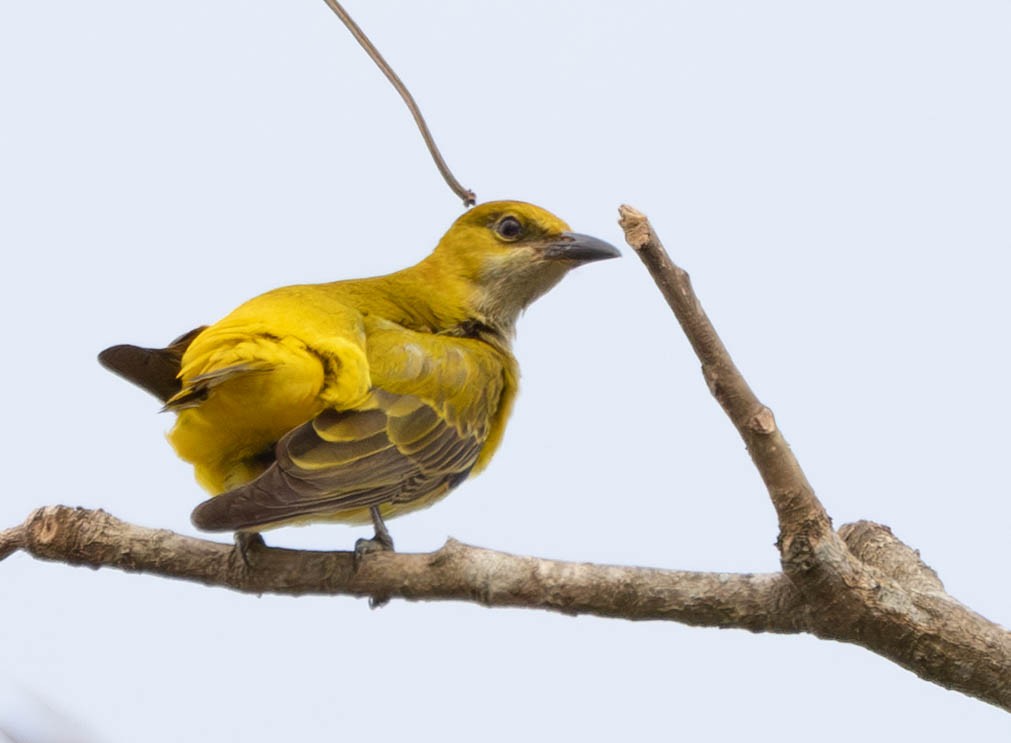 African Golden Oriole - ML638410114