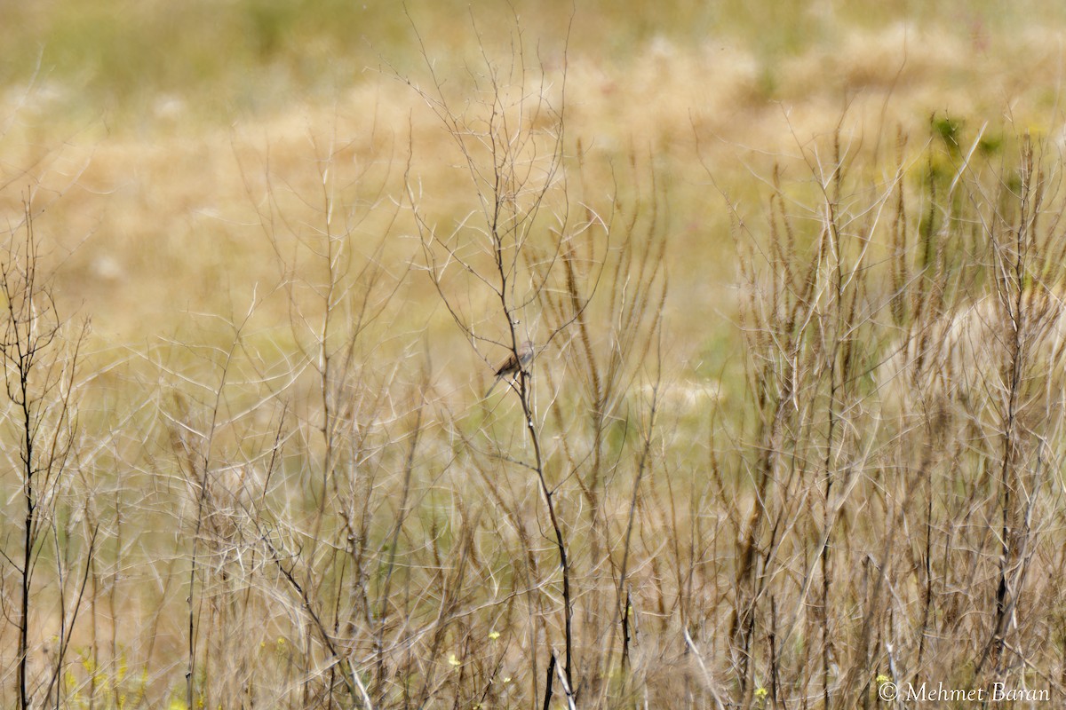 tanımsız Passeriformes sp. - ML638410142