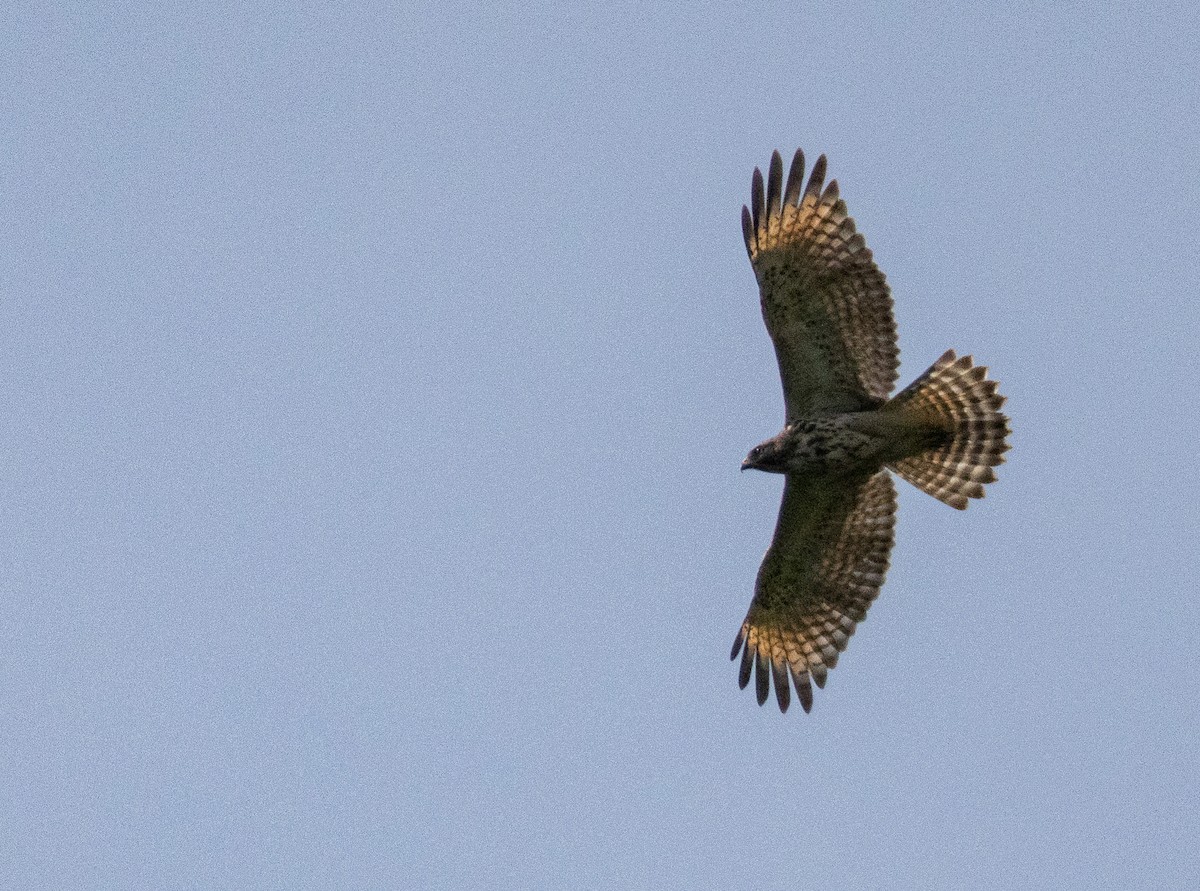 Red-shouldered Hawk - ML638410168
