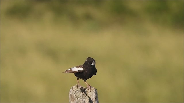 Lark Bunting - ML638410176
