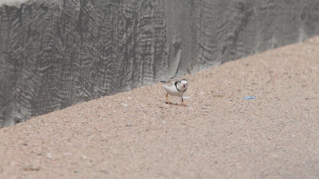 Piping Plover - ML638410186