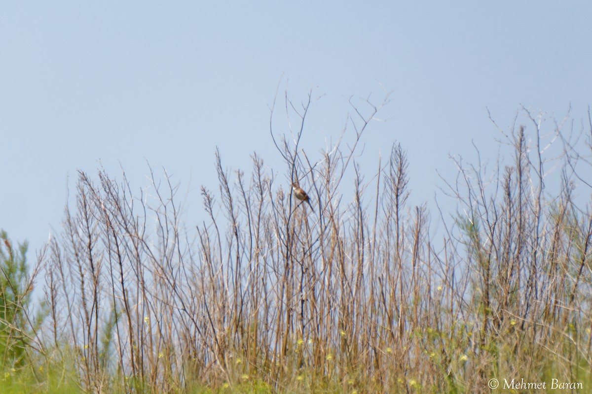 tanımsız Passeriformes sp. - ML638410192