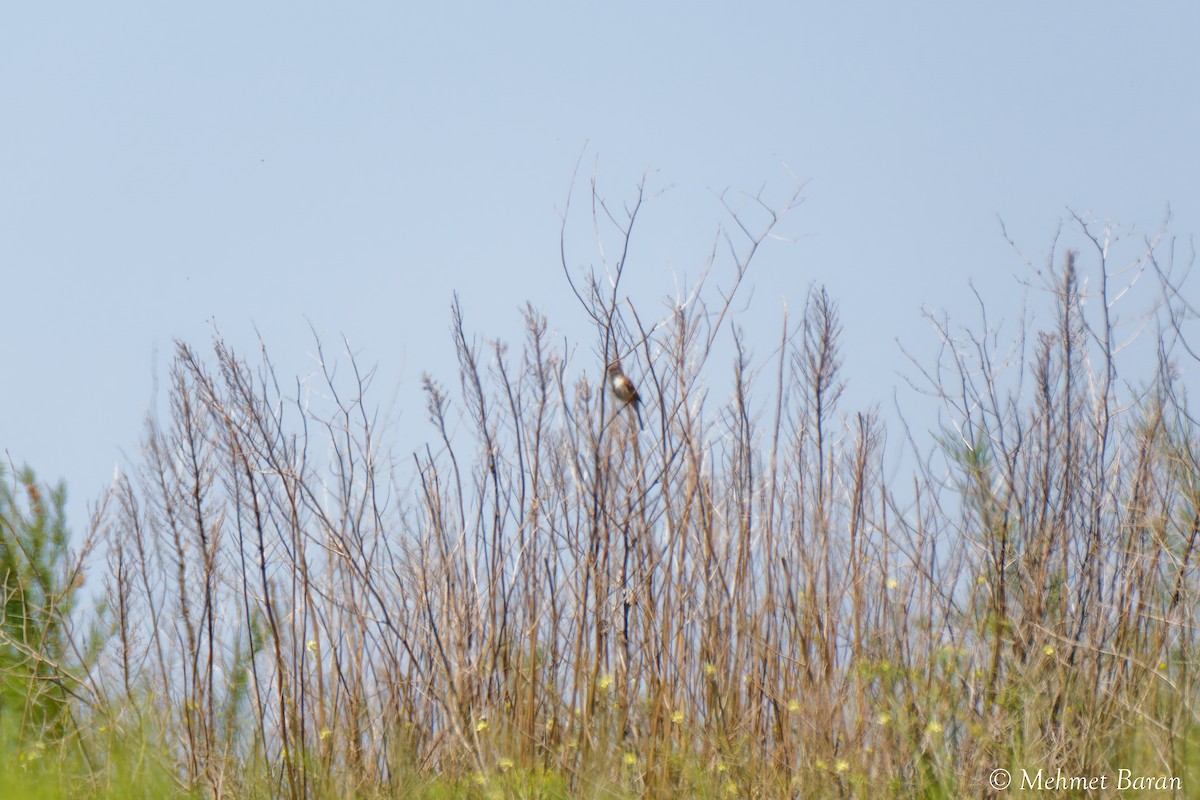 tanımsız Passeriformes sp. - ML638410193