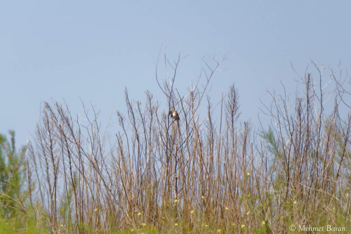 tanımsız Passeriformes sp. - ML638410194