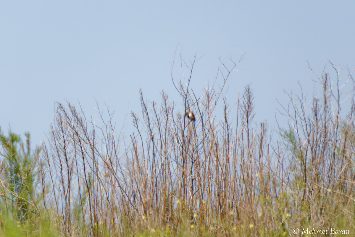 tanımsız Passeriformes sp. - ML638410195