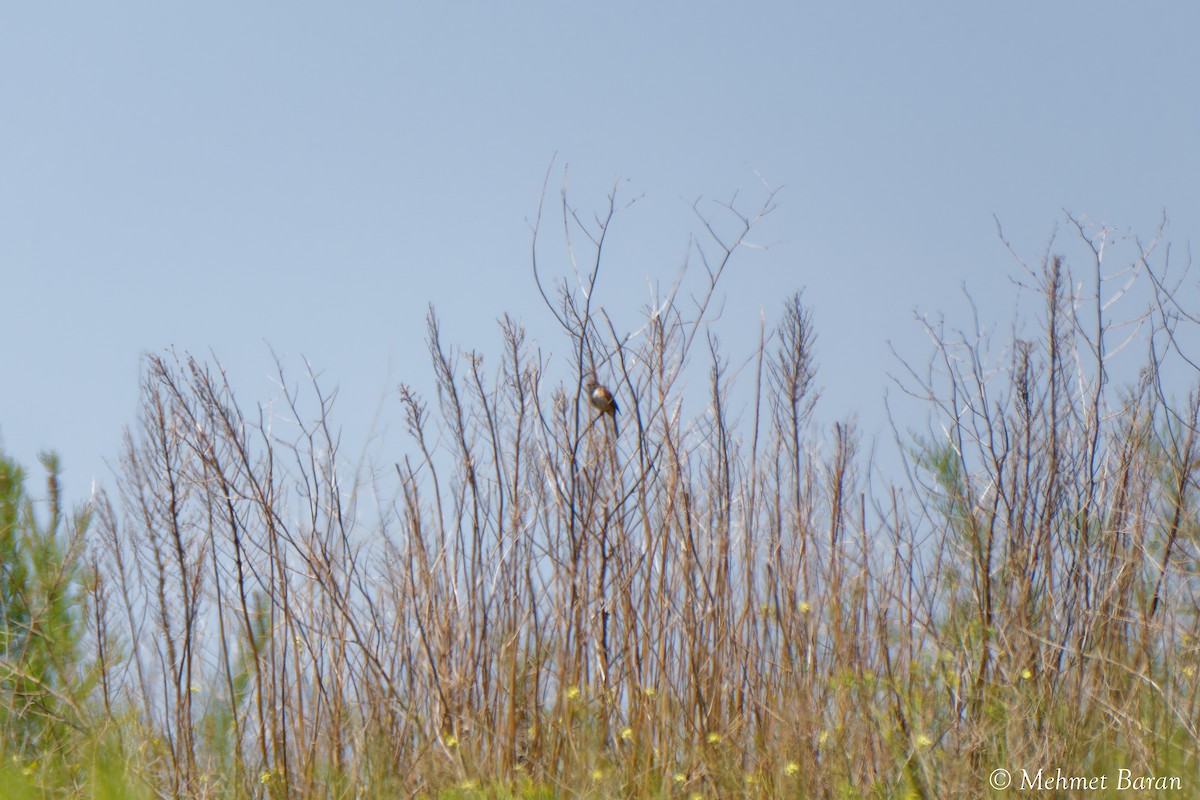 tanımsız Passeriformes sp. - ML638410197