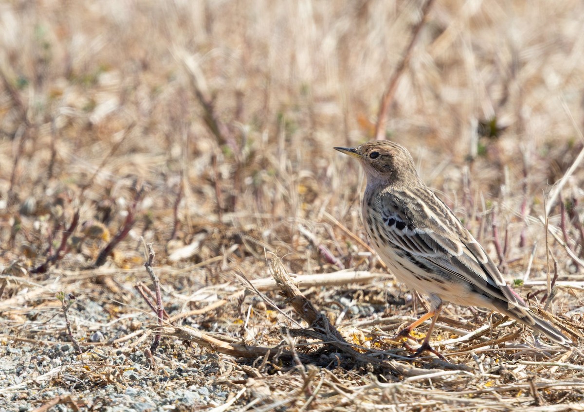 Red-throated Pipit - ML638410220