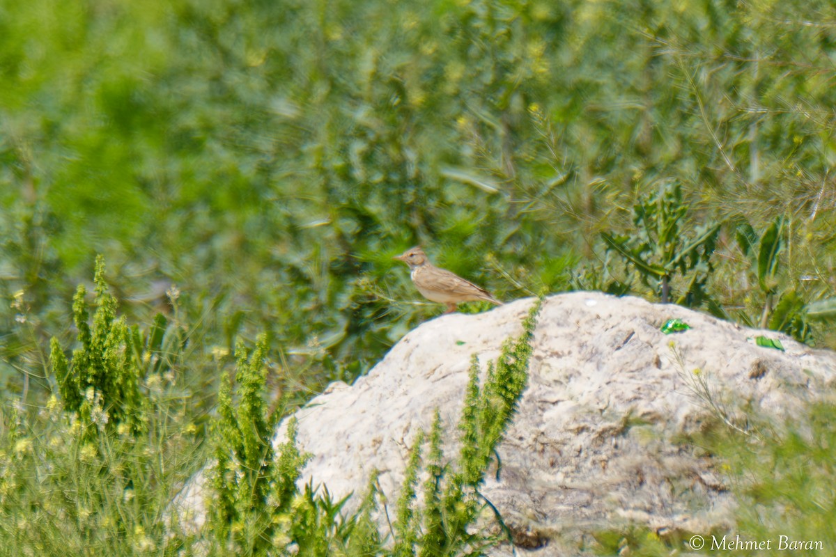 tanımsız Alaudidae sp. - ML638410232