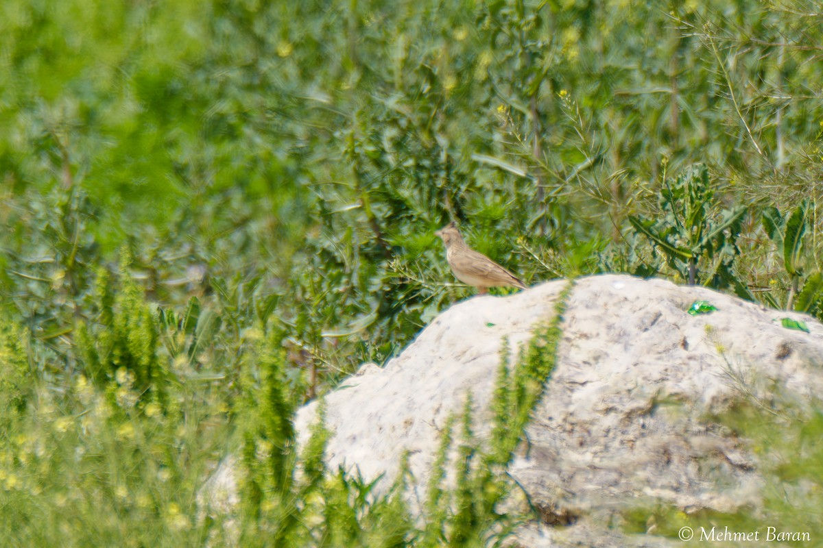 tanımsız Alaudidae sp. - ML638410233