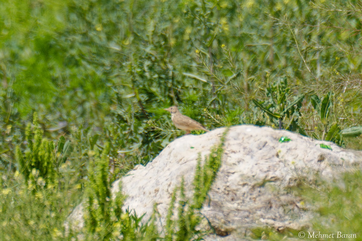 tanımsız Alaudidae sp. - ML638410235
