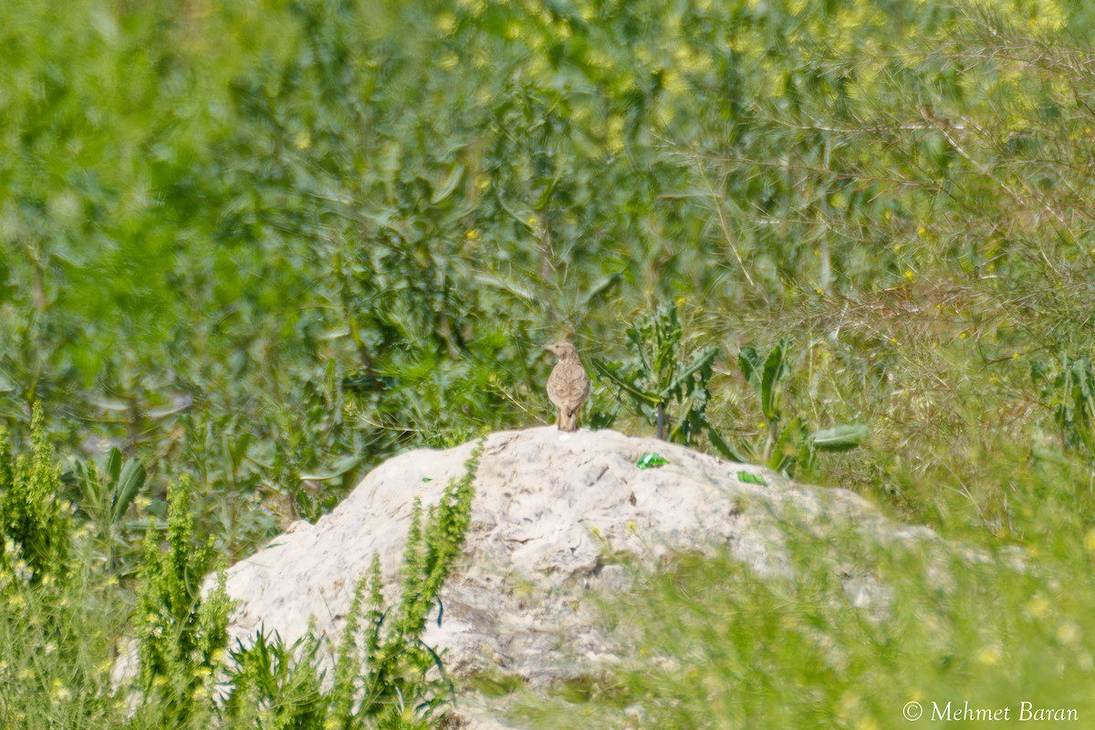 tanımsız Alaudidae sp. - ML638410236