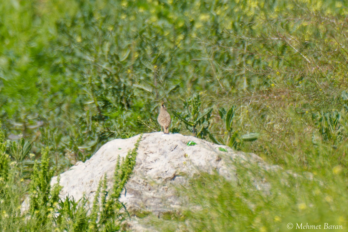 tanımsız Alaudidae sp. - ML638410237