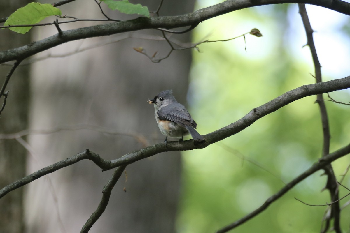 Tufted Titmouse - ML638410264