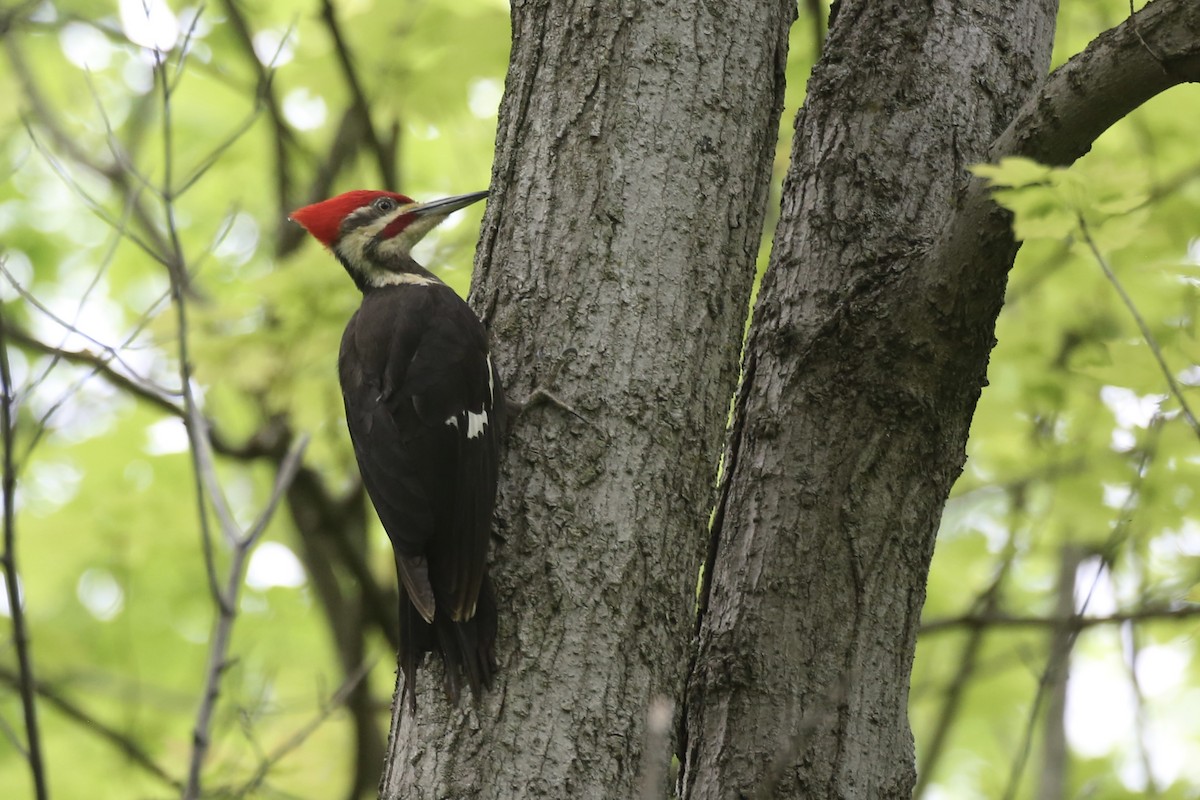 Pileated Woodpecker - ML638410279