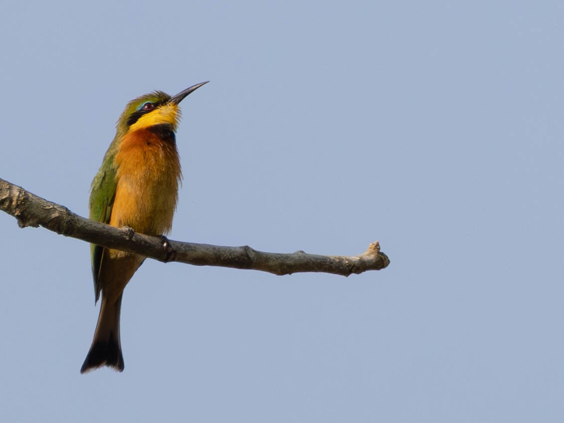 Little Bee-eater - ML638410283