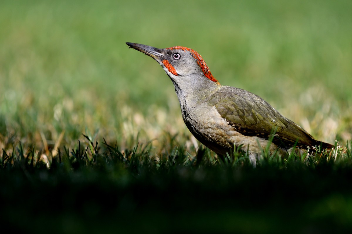 Iberian Green Woodpecker - ML638410345