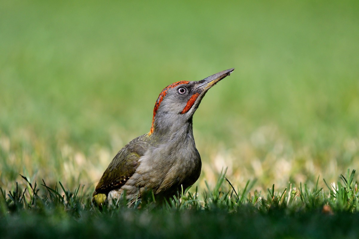 Iberian Green Woodpecker - ML638410346