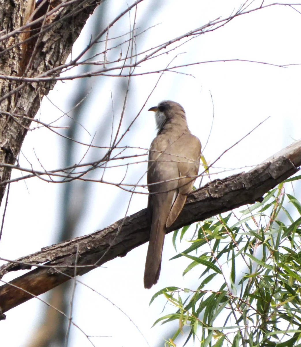 Yellow-billed Cuckoo - ML638410348
