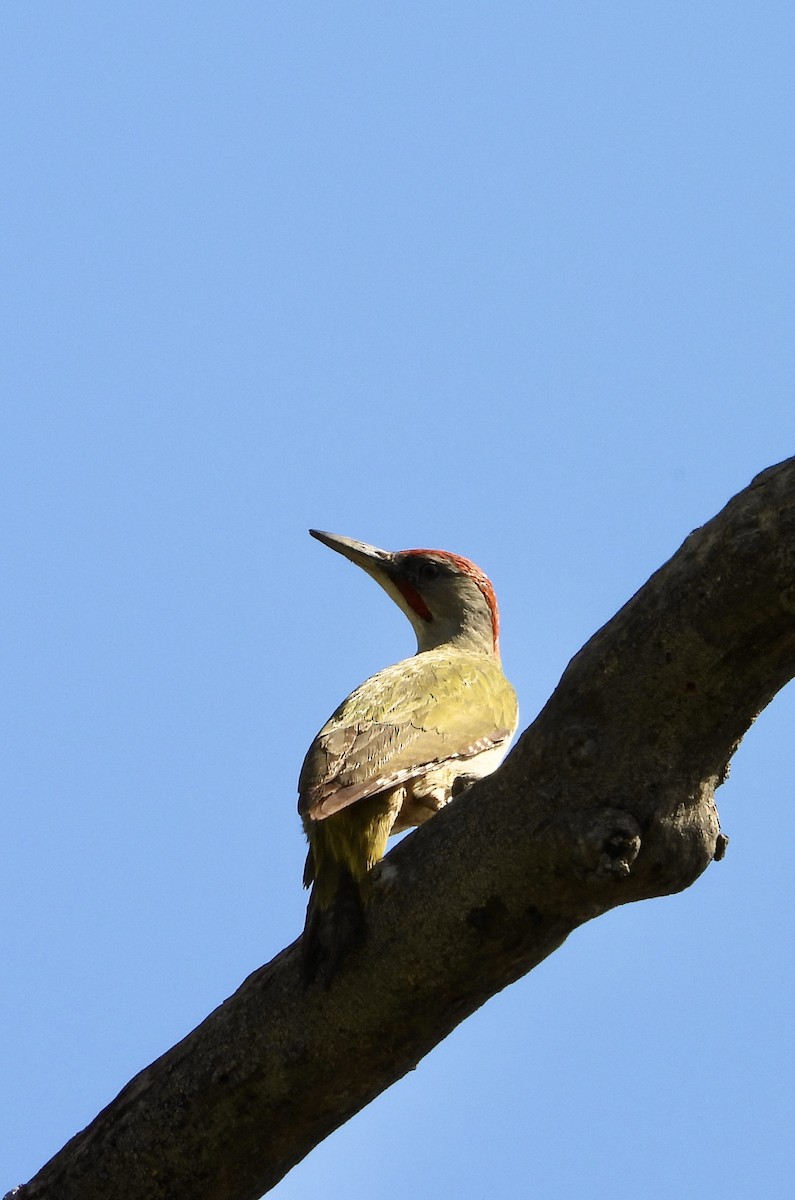 Iberian Green Woodpecker - ML638410370
