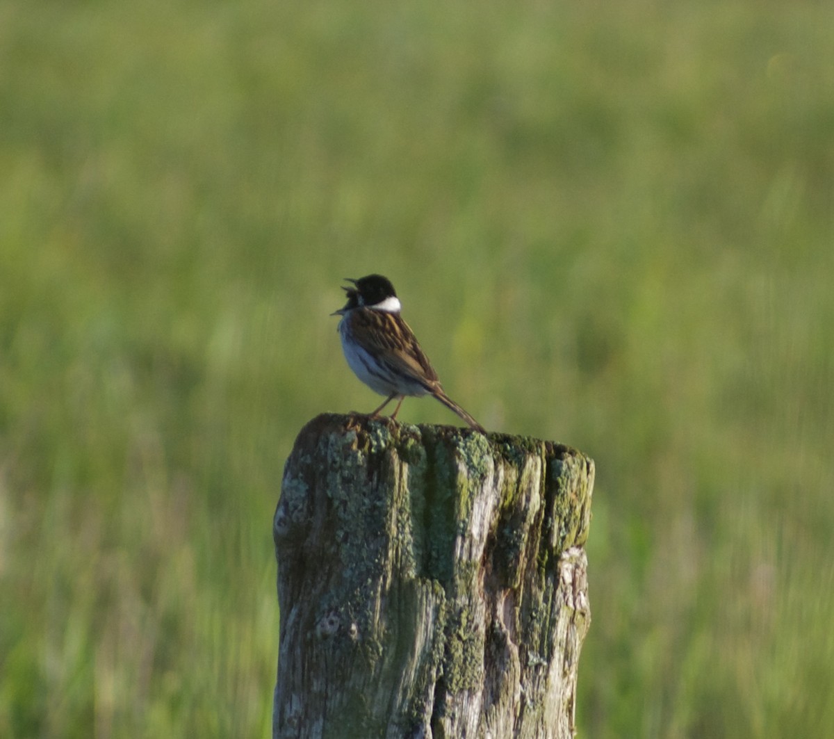 Reed Bunting - ML638410387