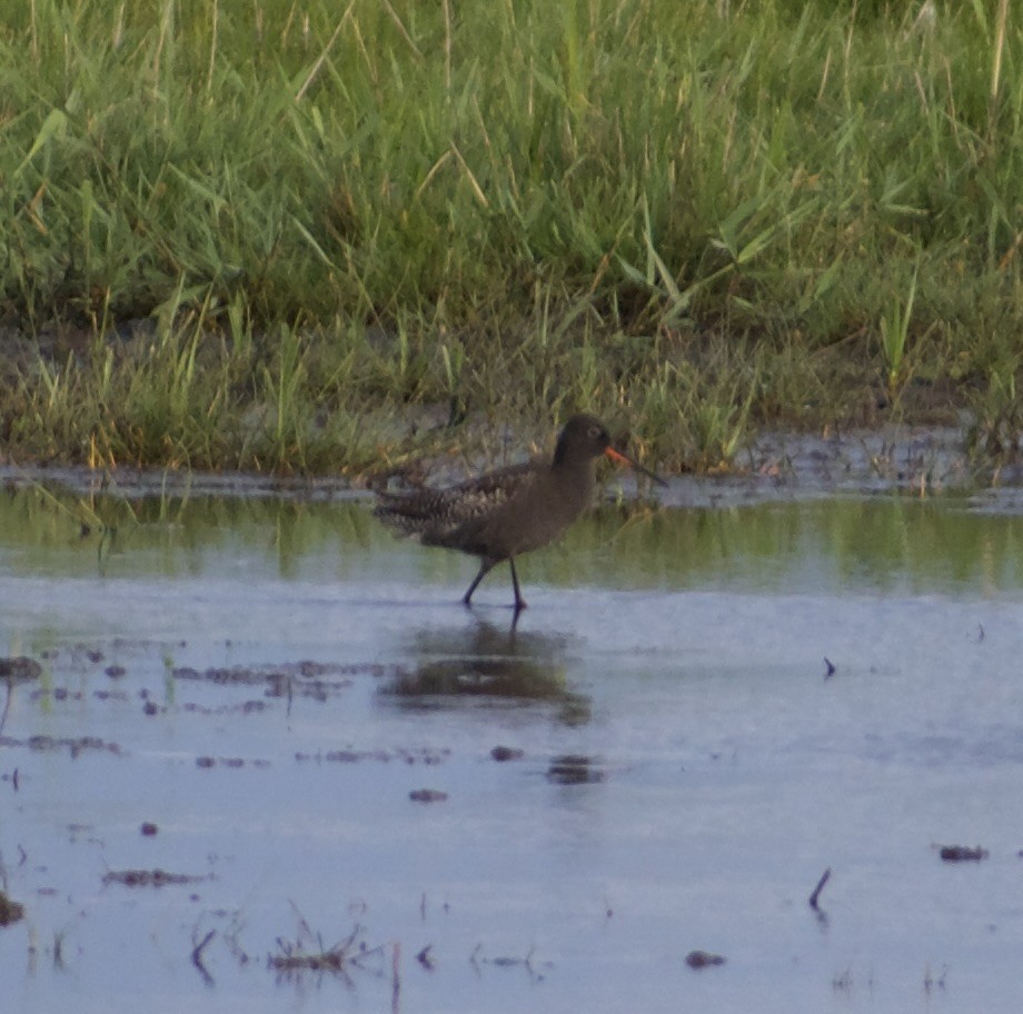 Spotted Redshank - ML638410396