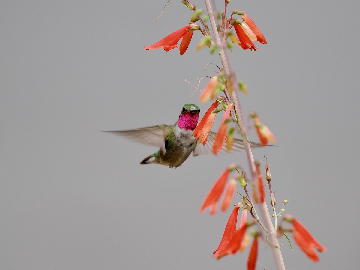 Broad-tailed Hummingbird - ML638410442