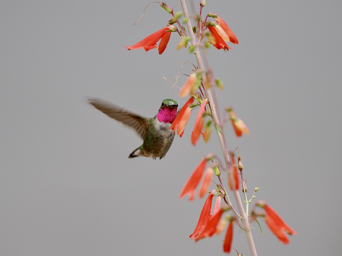 Broad-tailed Hummingbird - ML638410443