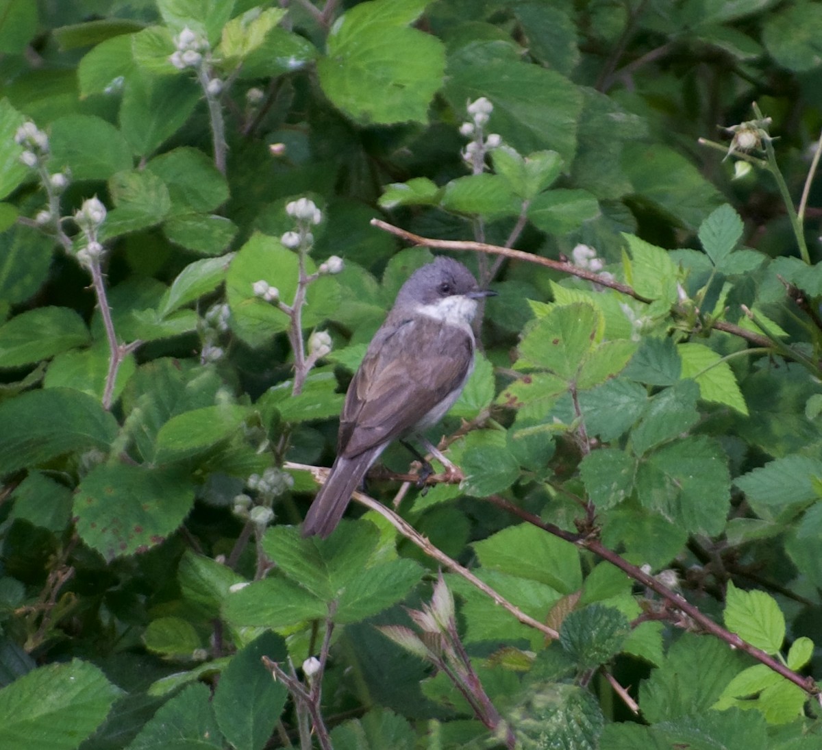 Lesser Whitethroat - ML638410474