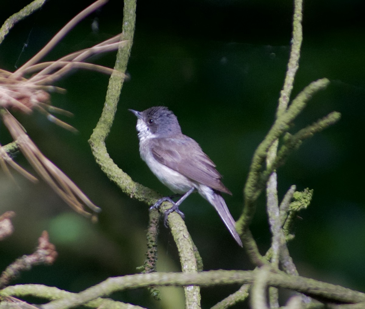 Lesser Whitethroat - ML638410479