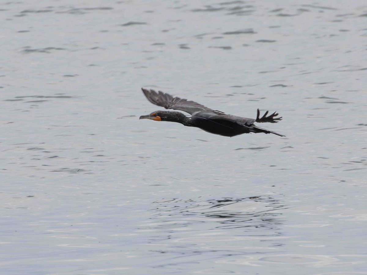 Cormorán Orejudo - ML638410480