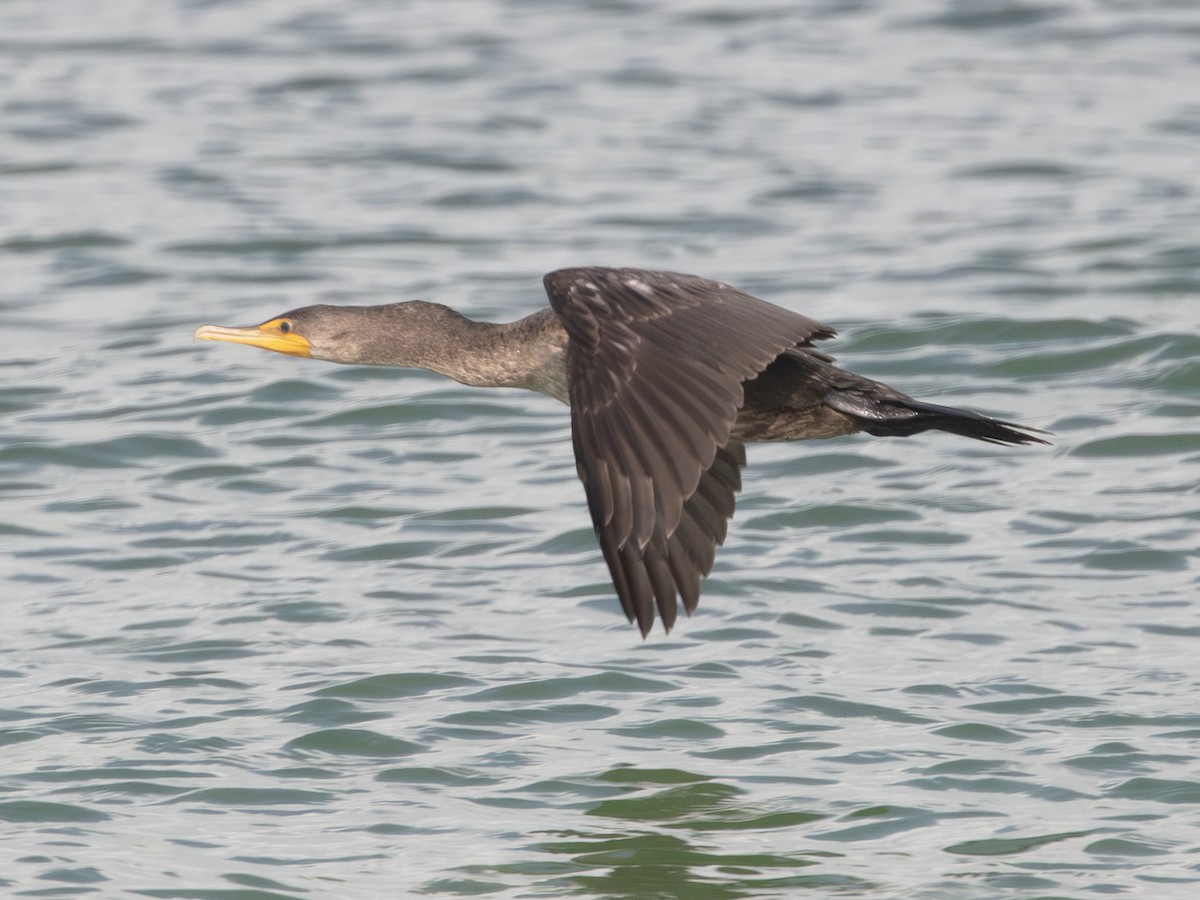 Cormorán Orejudo - ML638410481