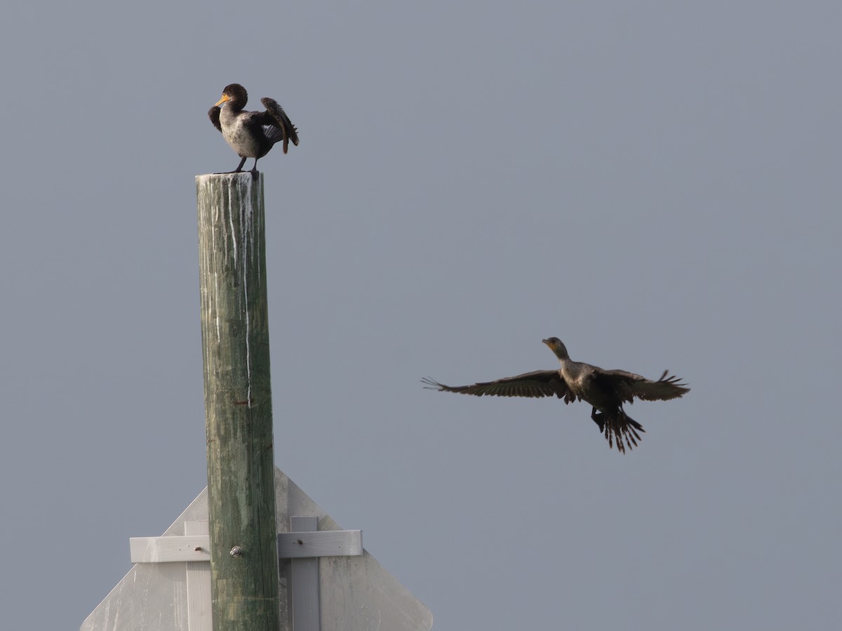 Cormorán Orejudo - ML638410482
