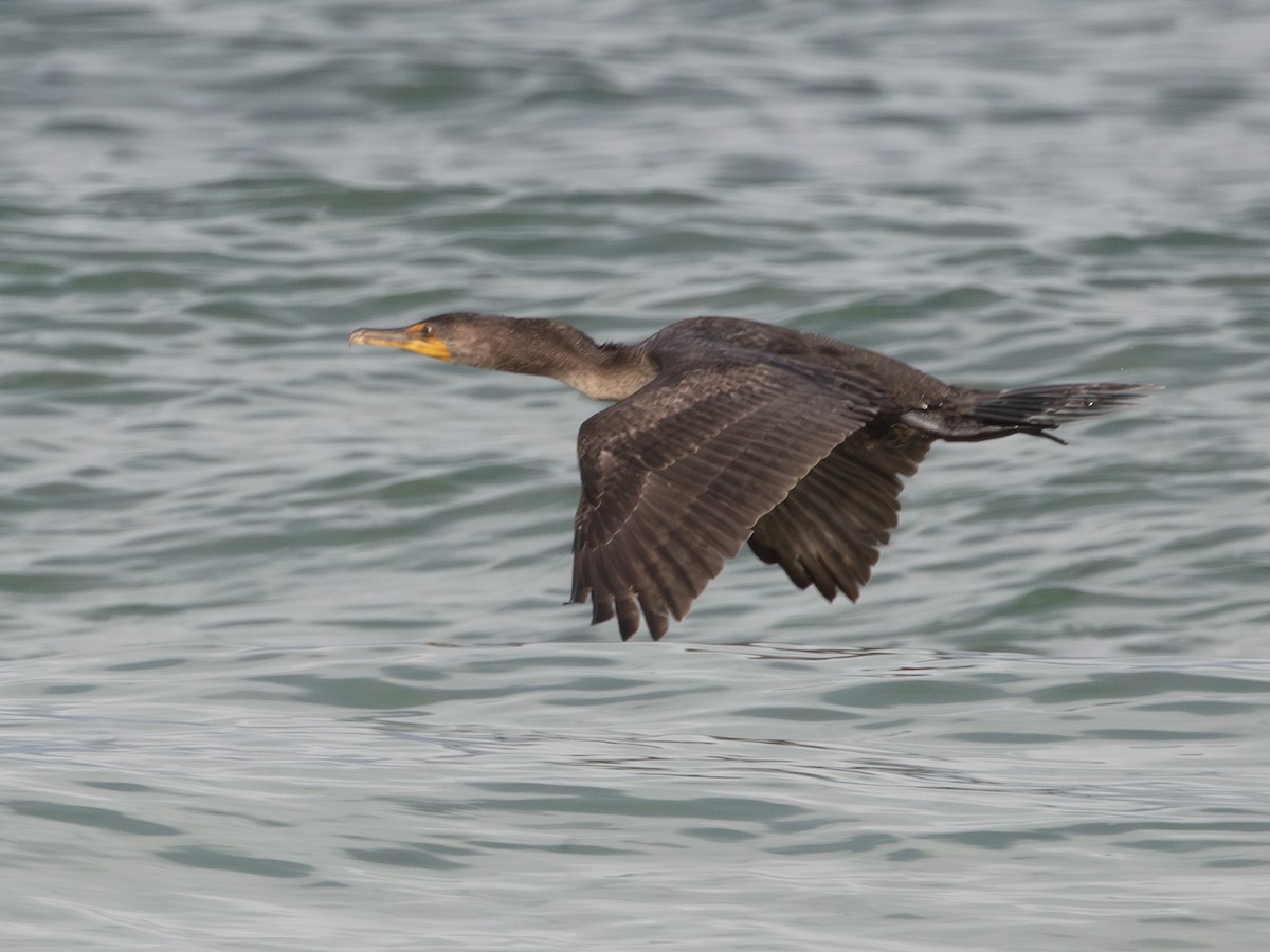 Cormorán Orejudo - ML638410484