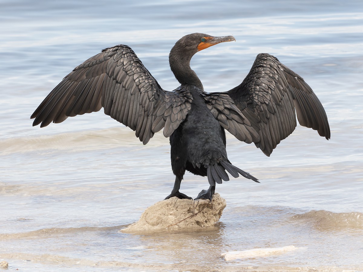 Cormorán Orejudo - ML638410485