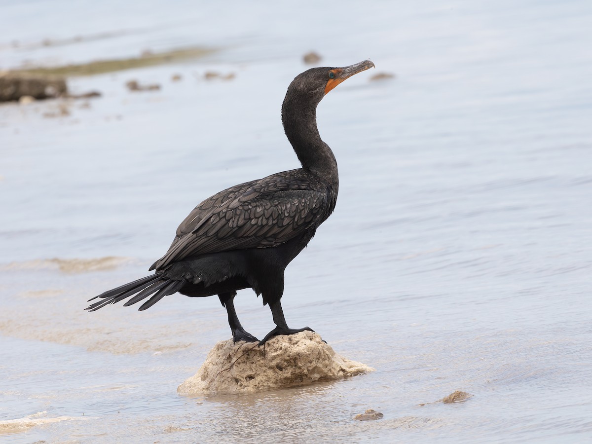 Cormorán Orejudo - ML638410486